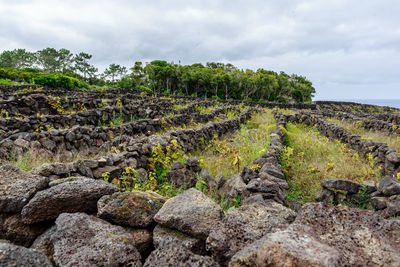 Landscape of the pico island vineyard culture