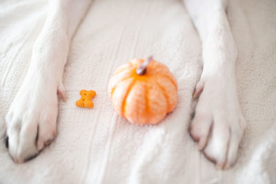 High angle view of orange on bed