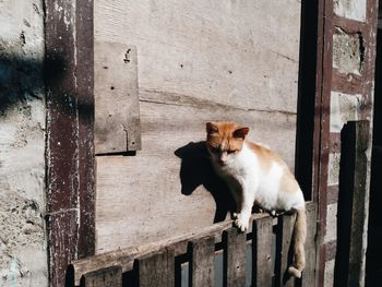 Portrait of cat sitting on door