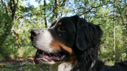 Close-up of a dog looking away