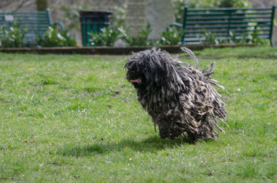 Dog on grassy field