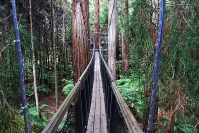 Footbridge amidst trees in forest