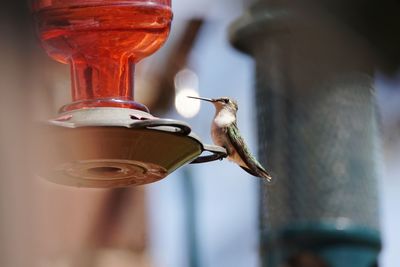 Close-up of bird on feeder