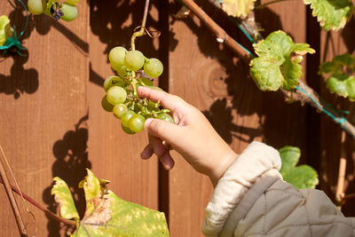 Kid toddler holding grape in hand growing in the garden next to the wooden wall