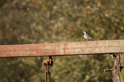 Bird perching on a fence