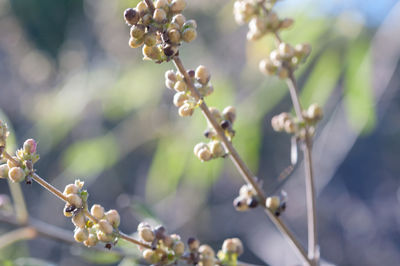 Close-up of flowering plant