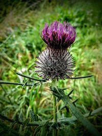 Close-up of thistle flower