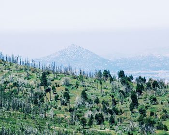 Scenic view of forest against clear sky