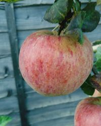 Close-up of apple on tree