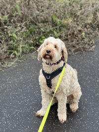 Close-up of a cockapoo 