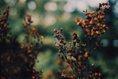 Close-up of flowering plant