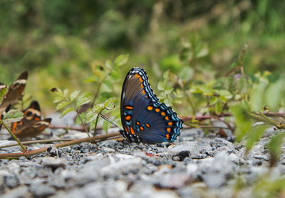 Close-up of butterfly on ground