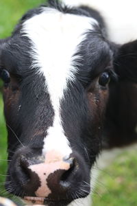 Close-up of cow