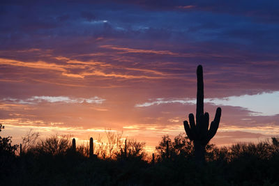 Silhouette cactus plants on field against sky during sunset