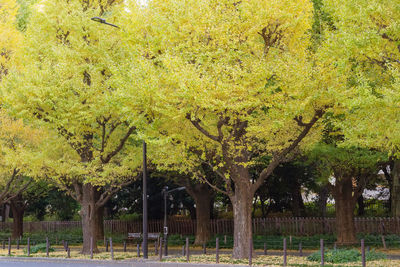 Trees in park during autumn