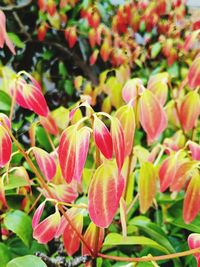 Close-up of red flowering plants