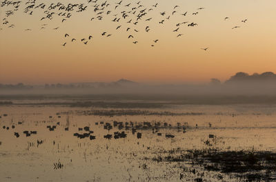 Flock of birds flying in the sky