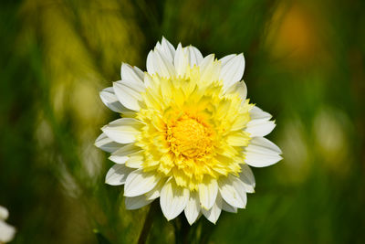 Close-up of white daisy flower
