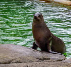 High angle view of sea lion on rock