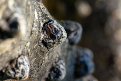 Close-up of a lizard on tree