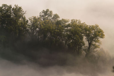 Trees in forest against sky