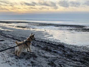 View of dog on beach