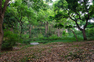 Trees in forest