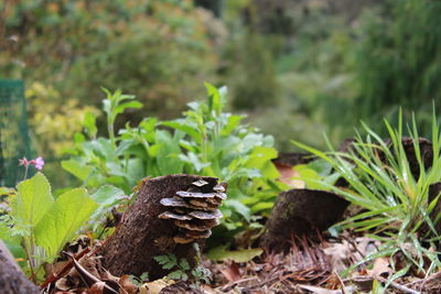 Close-up of mushroom growing on field