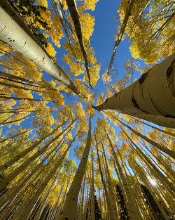 Low angle view of trees against sky