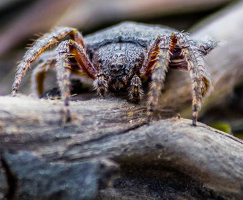 Close-up of spider