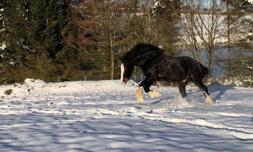 Dog running on snow covered land