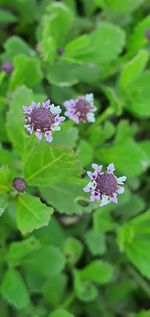 Close-up of purple flowering plant