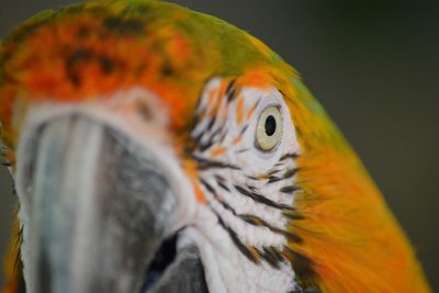 Close-up of two birds