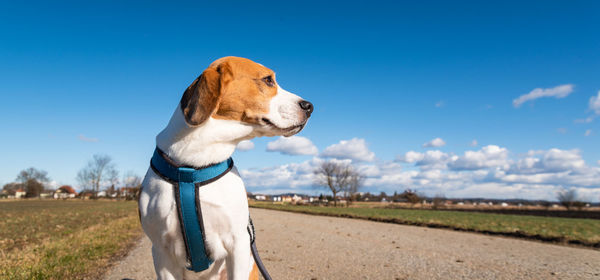 Dog looking away on field