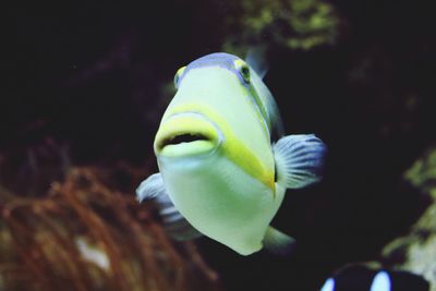 Close-up of fish swimming in sea