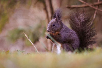 Close-up of squirrel in field