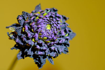 Close-up of purple flowering plant