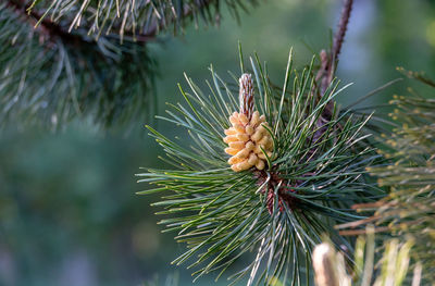 Close-up of pine cones on tree
