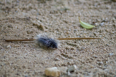 Close-up of crab on sand