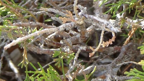 Close-up of snow on tree branch