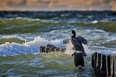 View of bird on wooden post