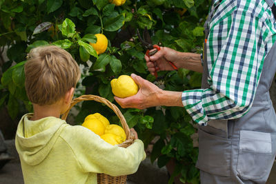 Senior farmer, man, grandfather with young boy, grandson harvesting lemons from the lemon tree