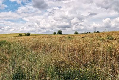 Scenic view of field against sky