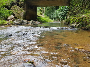 Stream amidst trees in forest