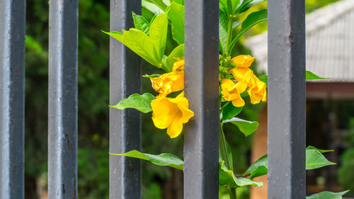 Close-up of yellow flowering plant by fence
