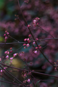 Close-up of cherry blossoms in spring