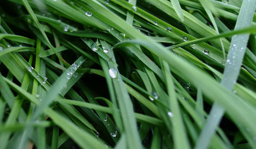 Close-up of dew drops on grass