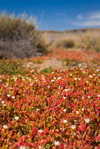 Surface level of flowering plants on land against sky