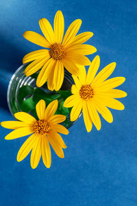 Close-up of yellow flower against blue sky