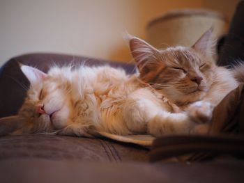 Close-up of sleeping cats